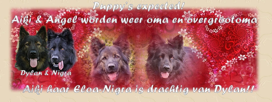 Websie van Eloa-Nigra, ze is drachtig van Dylan, Puppy's expected!